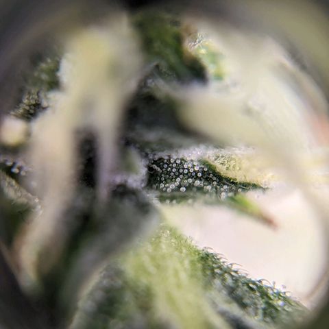 Green Crack growlog timeline photo