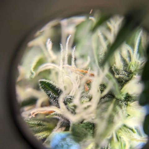 Green Crack growlog timeline photo
