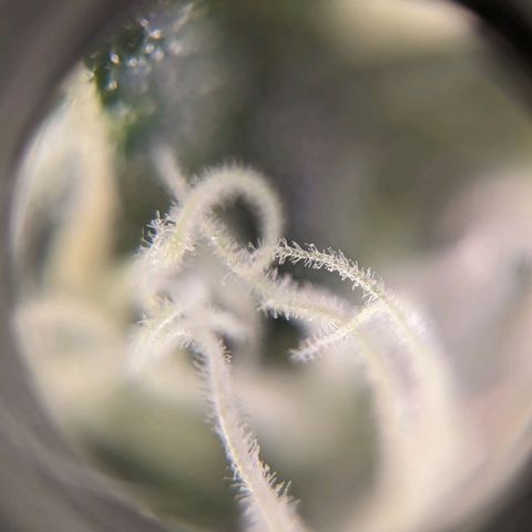 Green Crack growlog timeline photo