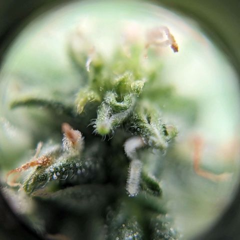 Green Crack growlog timeline photo