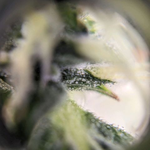 Green Crack growlog timeline photo