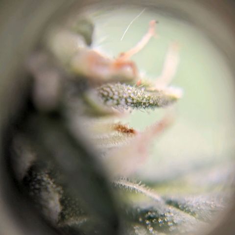 Green Crack growlog timeline photo
