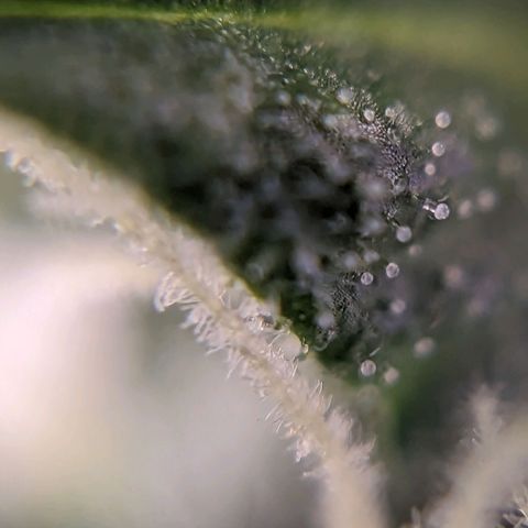 Green Crack growlog timeline photo