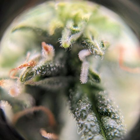 Green Crack growlog timeline photo