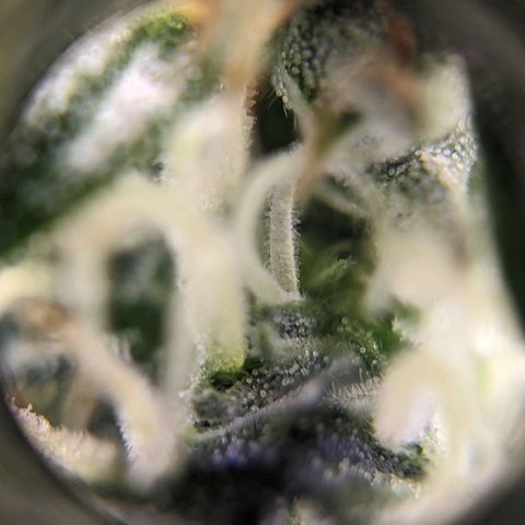 Green Crack growlog timeline photo