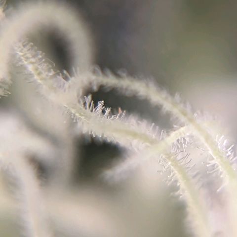 Green Crack growlog timeline photo