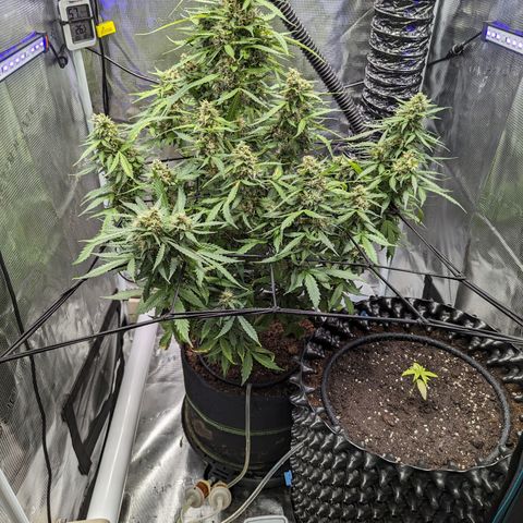 Green Crack growlog timeline photo