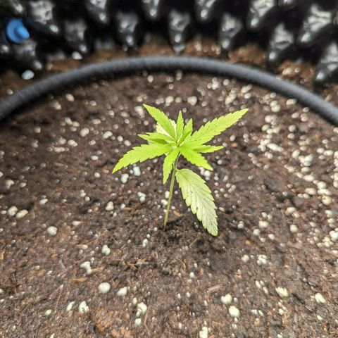 Green Crack growlog timeline photo