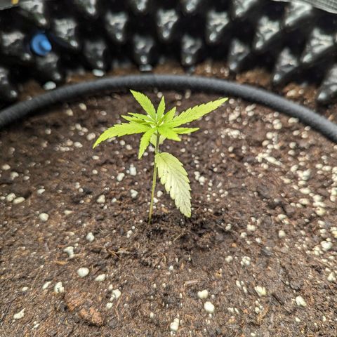 Green Crack growlog timeline photo