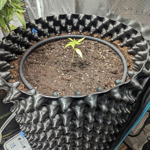 Green Crack growlog timeline photo