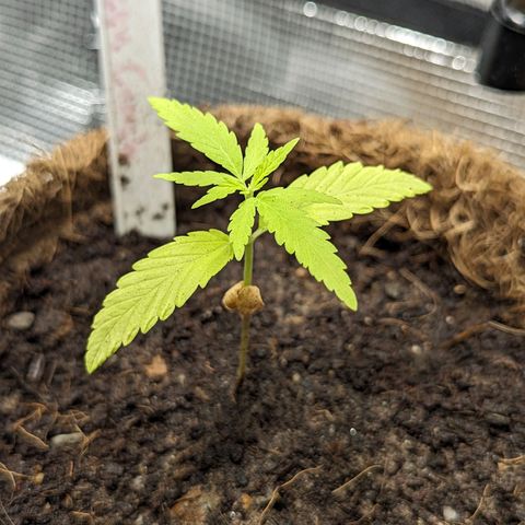 Green Crack growlog timeline photo