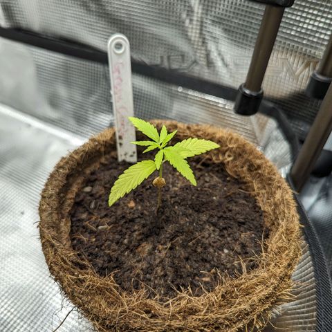 Green Crack growlog timeline photo