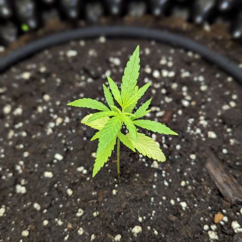 Green Crack growlog timeline photo