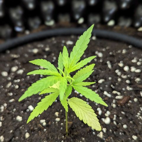 Green Crack growlog timeline photo