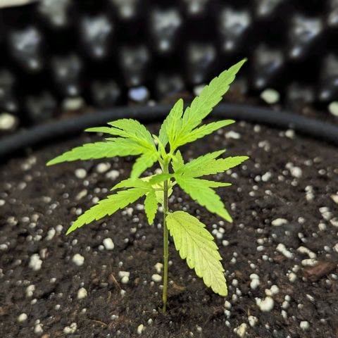 Green Crack growlog timeline photo
