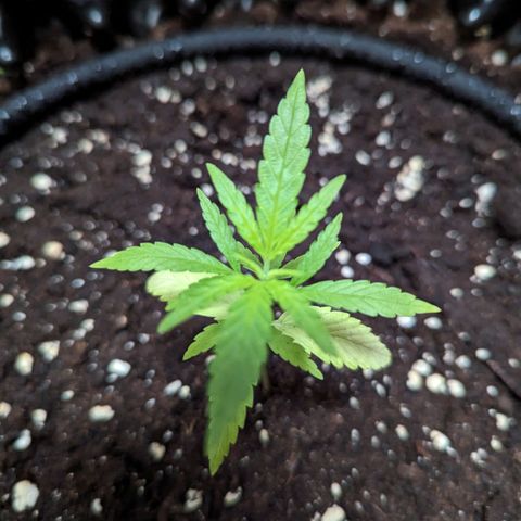 Green Crack growlog timeline photo
