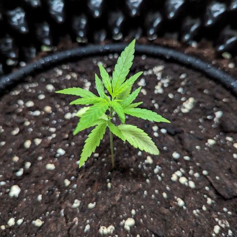 Green Crack growlog timeline photo