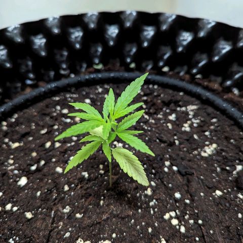 Green Crack growlog timeline photo