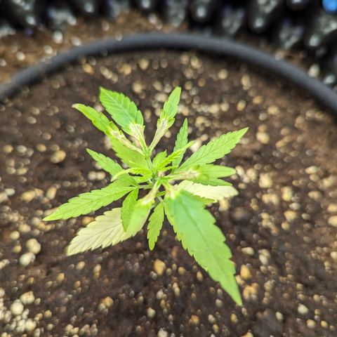 Green Crack growlog timeline photo