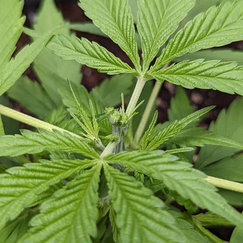 Green Crack growlog timeline photo