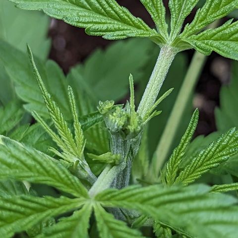 Green Crack growlog timeline photo