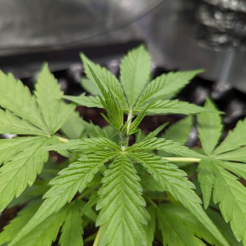 Green Crack growlog timeline photo