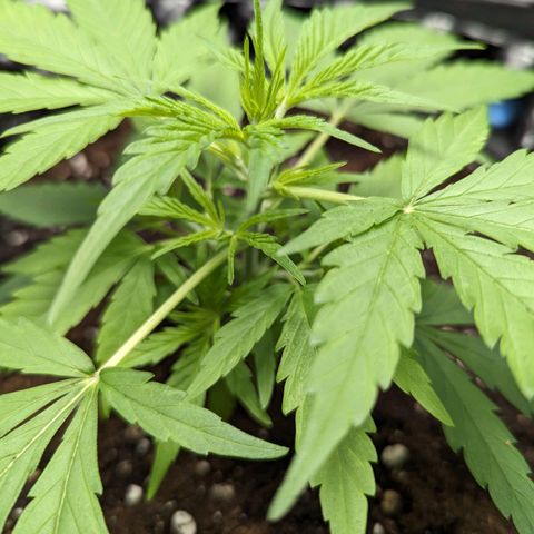 Green Crack growlog timeline photo