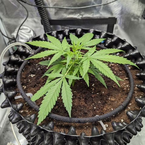 Green Crack growlog timeline photo