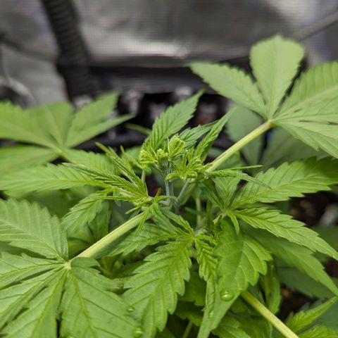 Green Crack growlog timeline photo