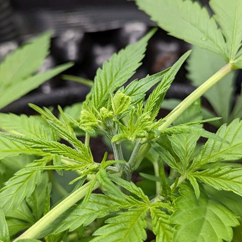 Green Crack growlog timeline photo