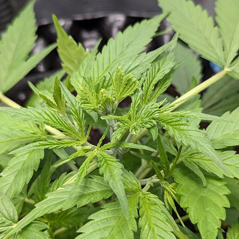 Green Crack growlog timeline photo