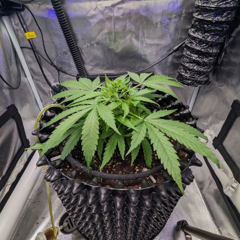Green Crack growlog timeline photo