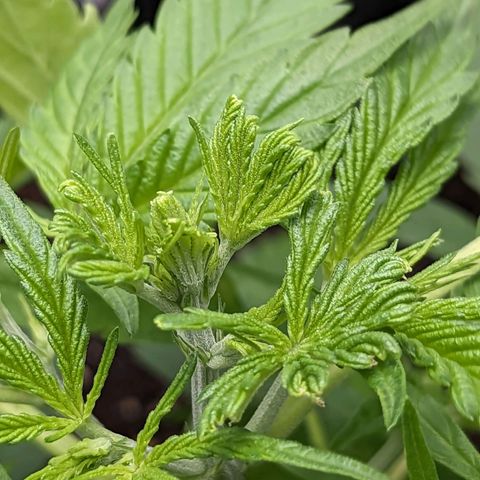 Green Crack growlog timeline photo