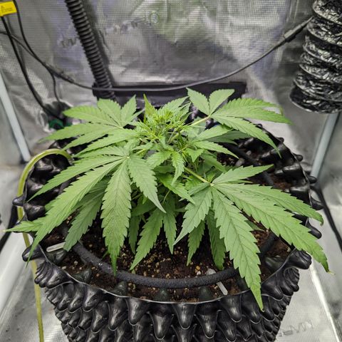 Green Crack growlog timeline photo