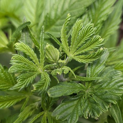Green Crack growlog timeline photo