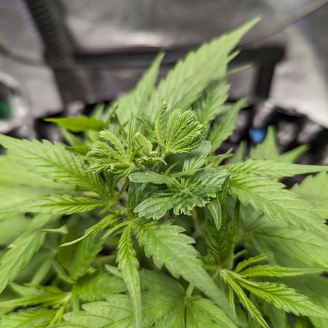 Green Crack growlog timeline photo