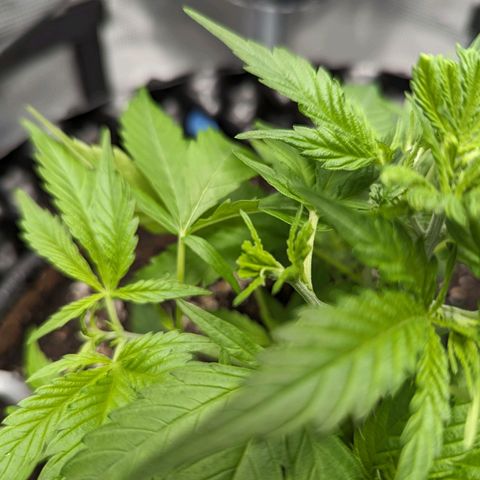 Green Crack growlog timeline photo