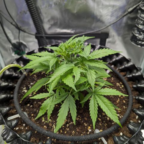 Green Crack growlog timeline photo