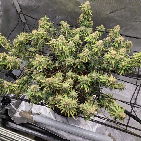 Green Crack growlog timeline photo