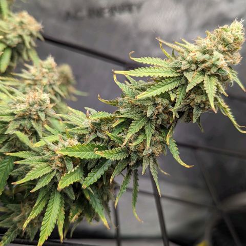 Green Crack growlog timeline photo