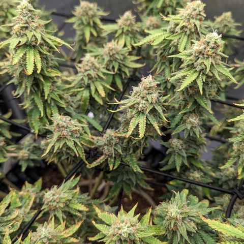 Green Crack growlog timeline photo