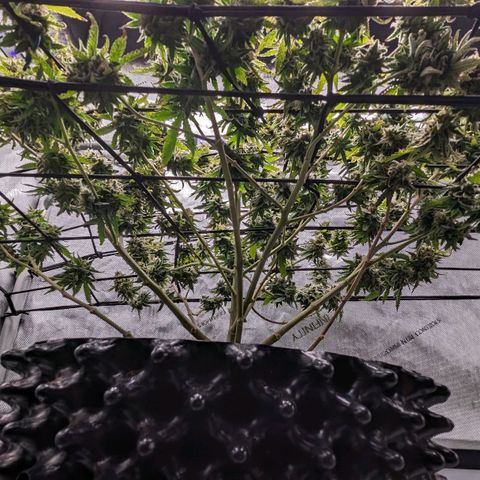 Green Crack growlog timeline photo