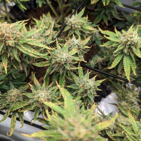 Green Crack growlog timeline photo
