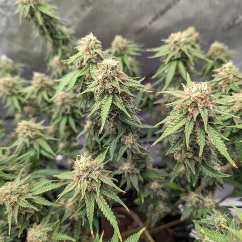 Green Crack growlog timeline photo