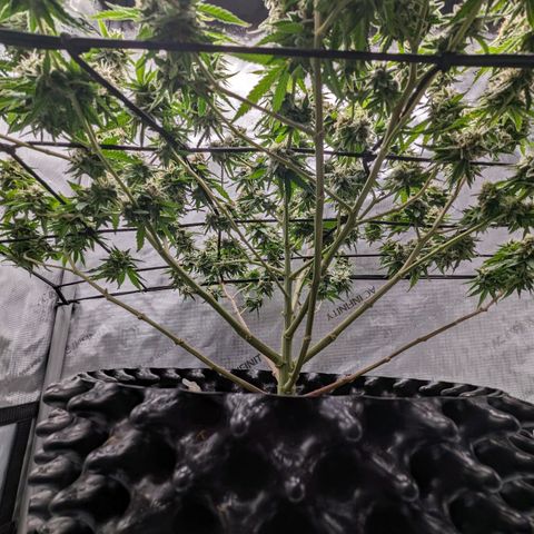 Green Crack growlog timeline photo