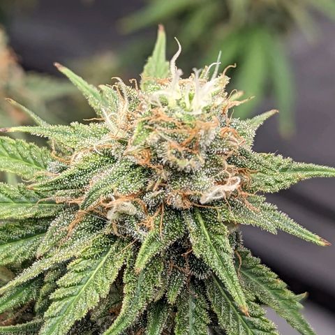 Green Crack growlog timeline photo