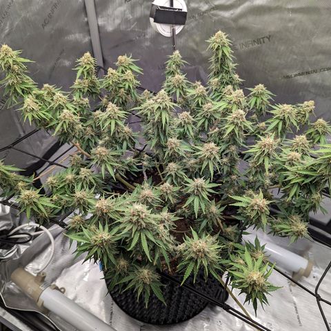 Green Crack growlog timeline photo