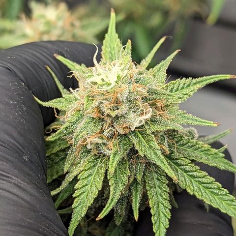 Green Crack growlog timeline photo