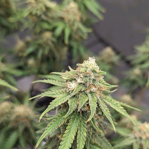 Green Crack growlog timeline photo