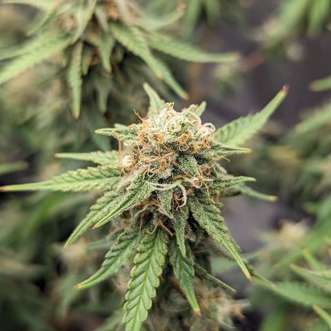 Green Crack growlog timeline photo
